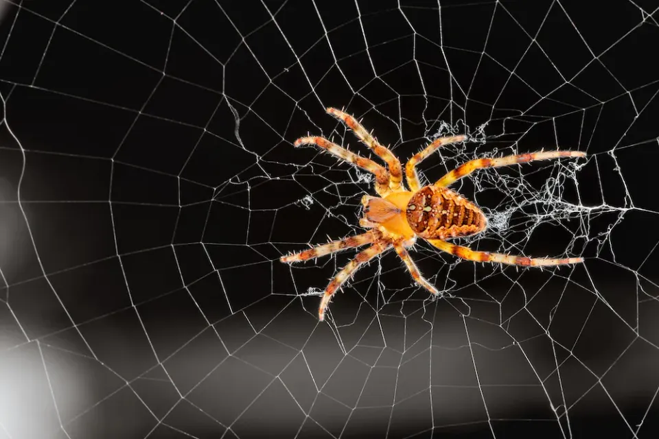 The Spider Web Secret: My Experience Coding with an ADHD Brain